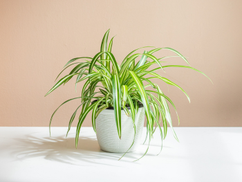 Pothos